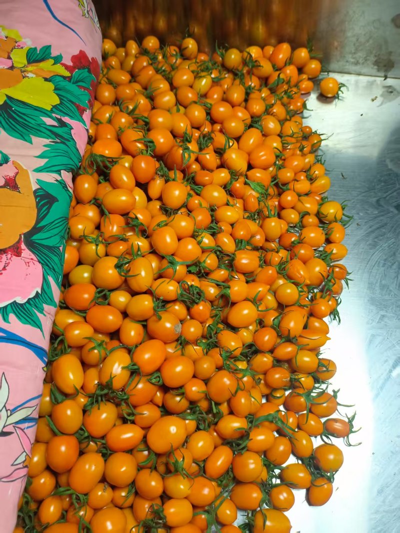 香芒皇后橙色小番茄精品圣女果全国发货量大从优