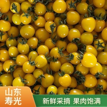 迷恋圣女果黄圣女果小番茄山东寿光青甜千禧贝贝品种齐全