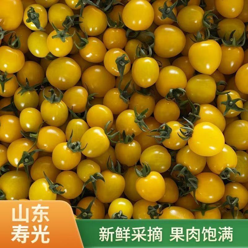 迷恋圣女果黄圣女果小番茄山东寿光青甜千禧贝贝品种齐全