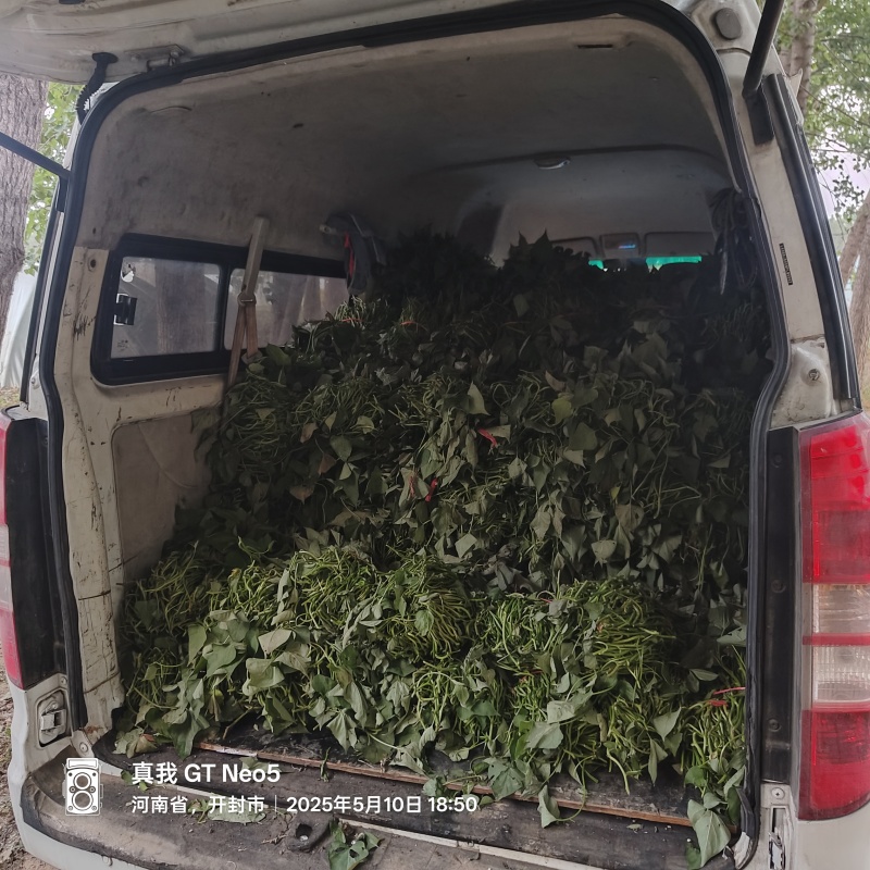 开封市脱毒红薯苗千亩育苗基地，哈密，商薯19，西瓜红等！