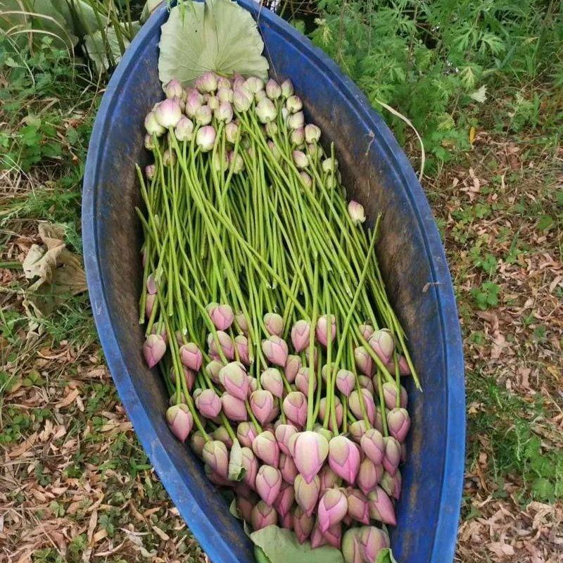 红荷莲花雷观赏