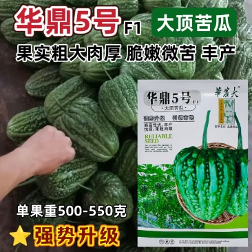 华鼎5号大顶苦瓜种子微苦绿色苹果苦瓜种籽高产广东大顶苦瓜