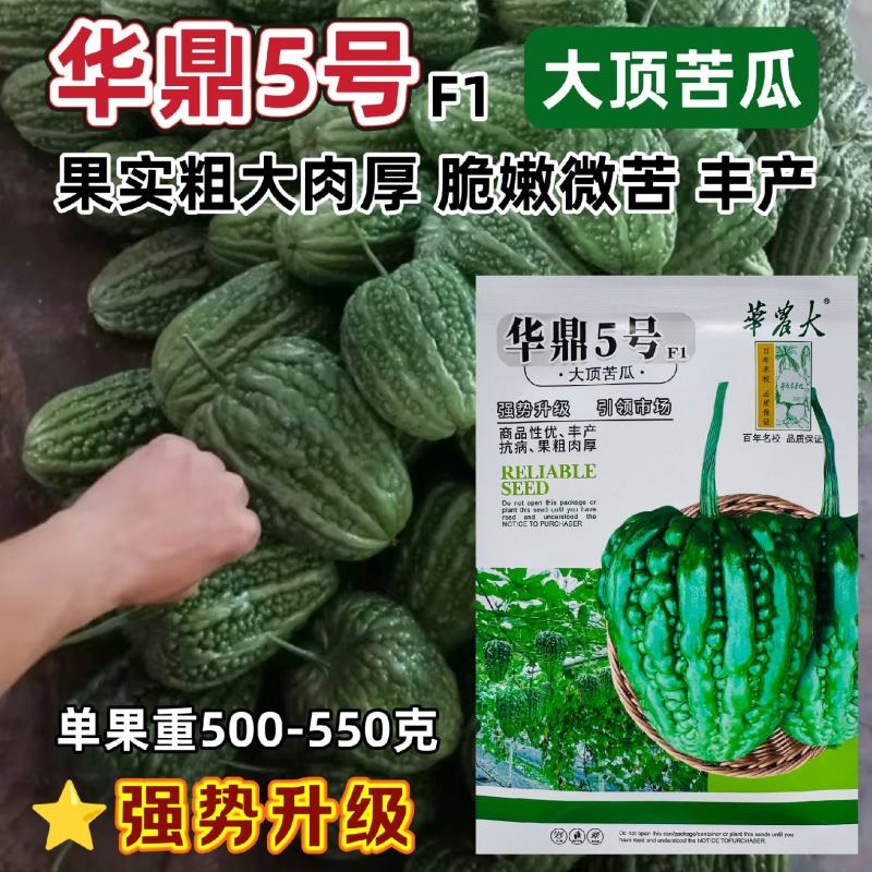 华鼎5号大顶苦瓜种子微苦绿色苹果苦瓜种籽高产广东大顶苦瓜