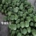 华鼎5号大顶苦瓜种子微苦绿色苹果苦瓜种籽高产广东大顶苦瓜