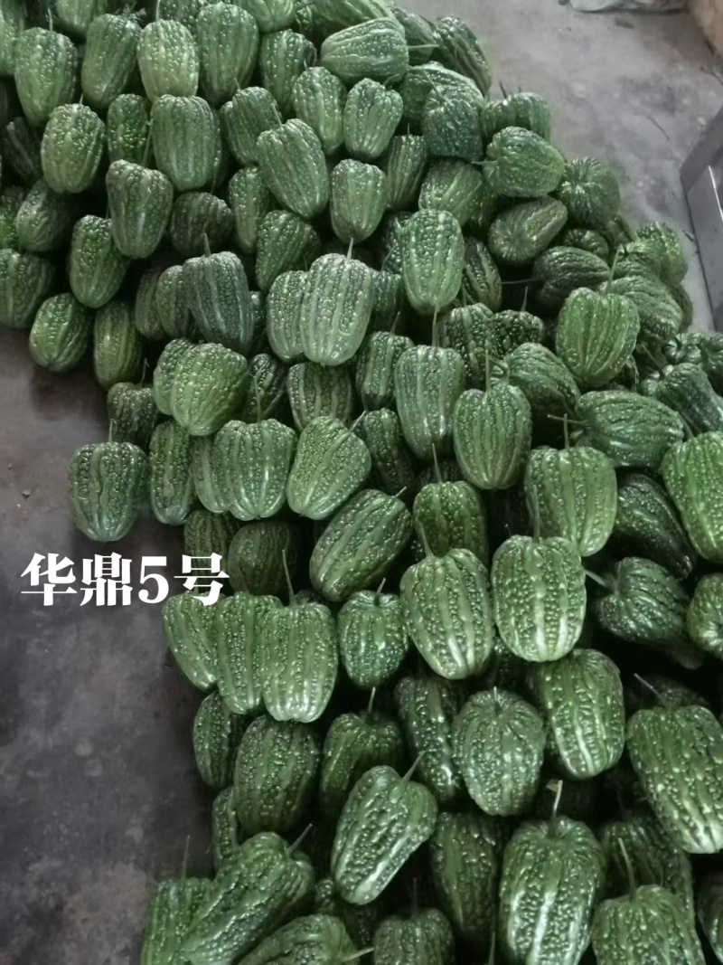 华鼎5号大顶苦瓜种子微苦绿色苹果苦瓜种籽高产广东大顶苦瓜