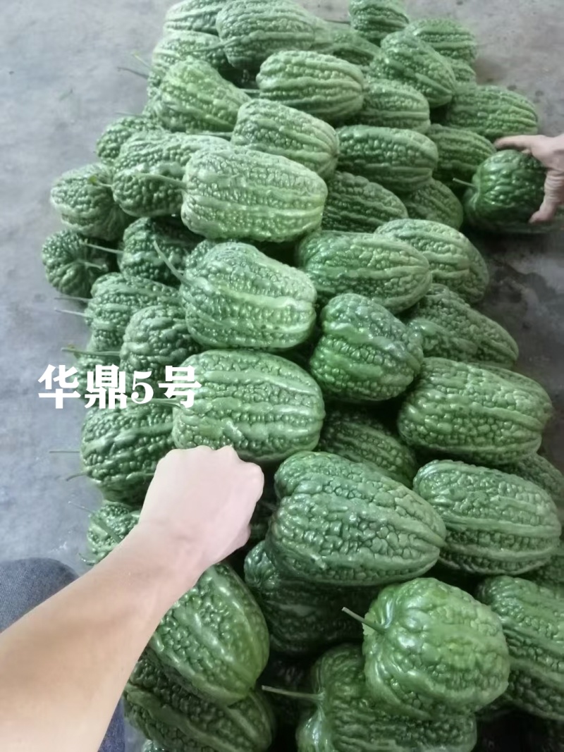华鼎5号大顶苦瓜种子微苦绿色苹果苦瓜种籽高产广东大顶苦瓜