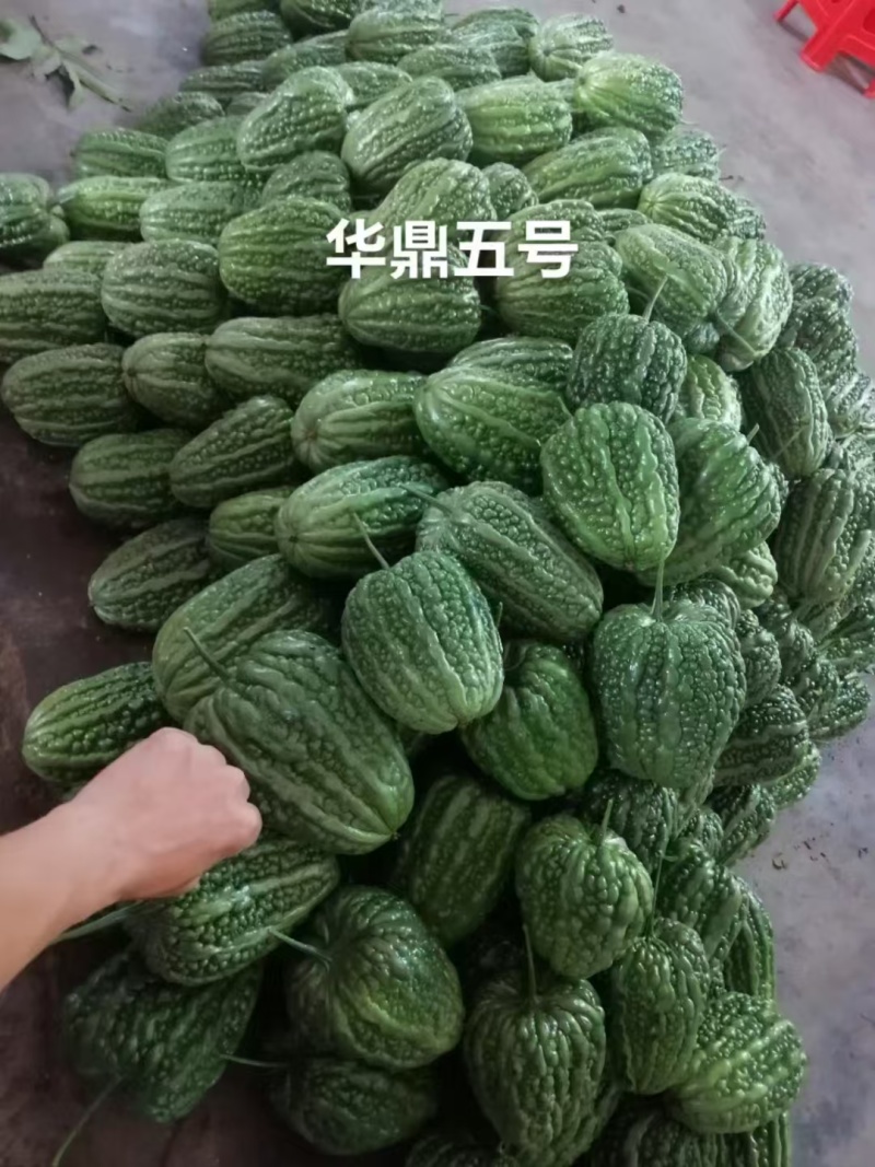华鼎5号大顶苦瓜种子微苦绿色苹果苦瓜种籽高产广东大顶苦瓜