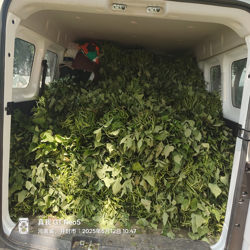 开封市脱毒红薯苗千亩育苗基地，哈密，商薯19，西瓜红等！