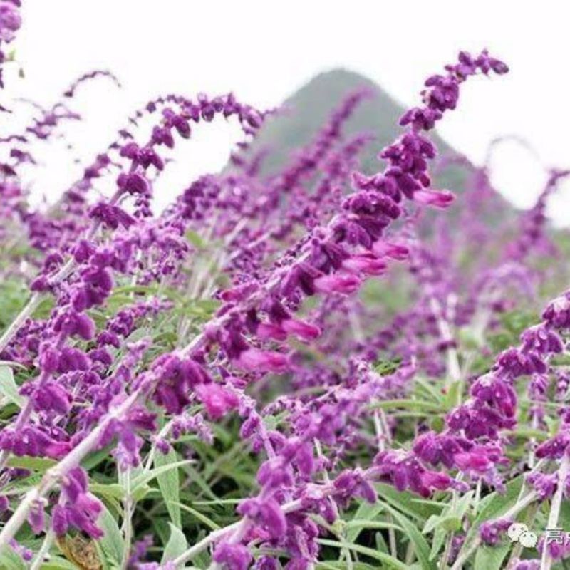 鼠尾草苗《花的样子有点像耗子尾巴一样的花草品种》