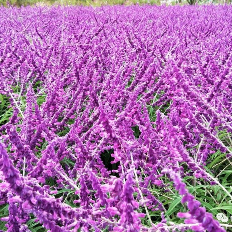 鼠尾草苗《花的样子有点像耗子尾巴一样的花草品种》