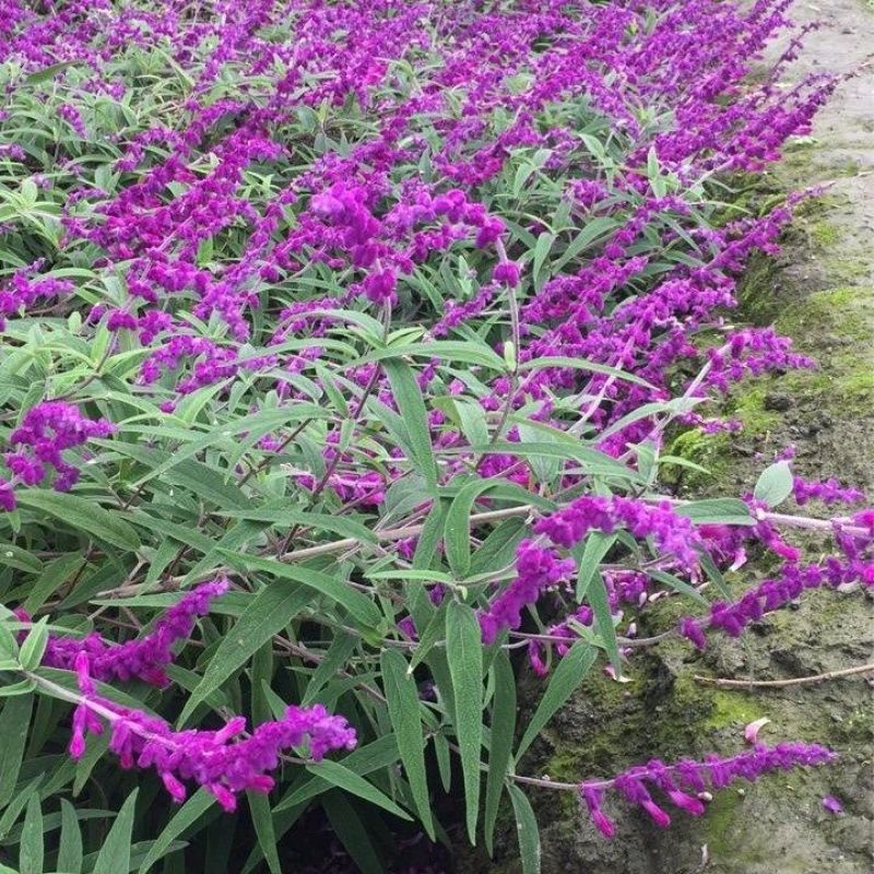 鼠尾草苗《花的样子有点像耗子尾巴一样的花草品种》