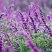鼠尾草苗《花的样子有点像耗子尾巴一样的花草品种》