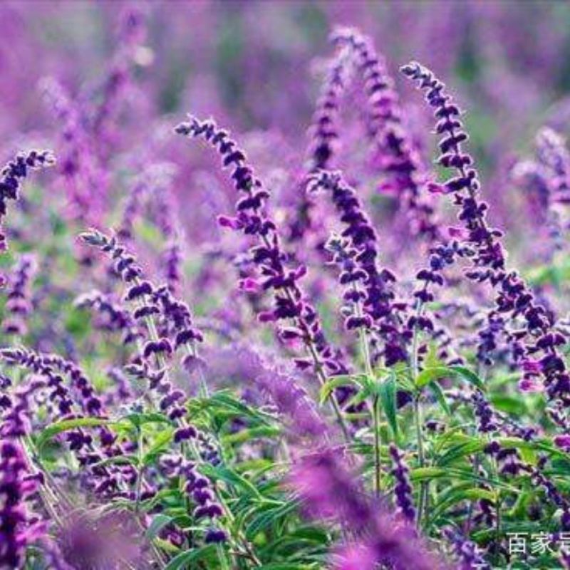 鼠尾草苗《花的样子有点像耗子尾巴一样的花草品种》