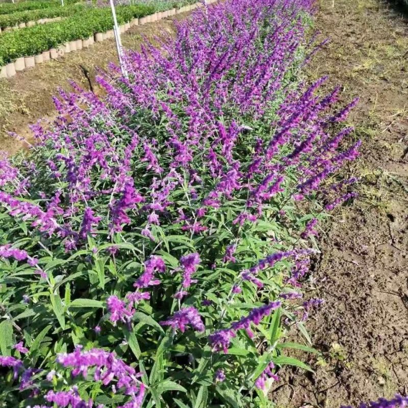 鼠尾草苗《花的样子有点像耗子尾巴一样的花草品种》