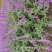 鼠尾草苗《花的样子有点像耗子尾巴一样的花草品种》