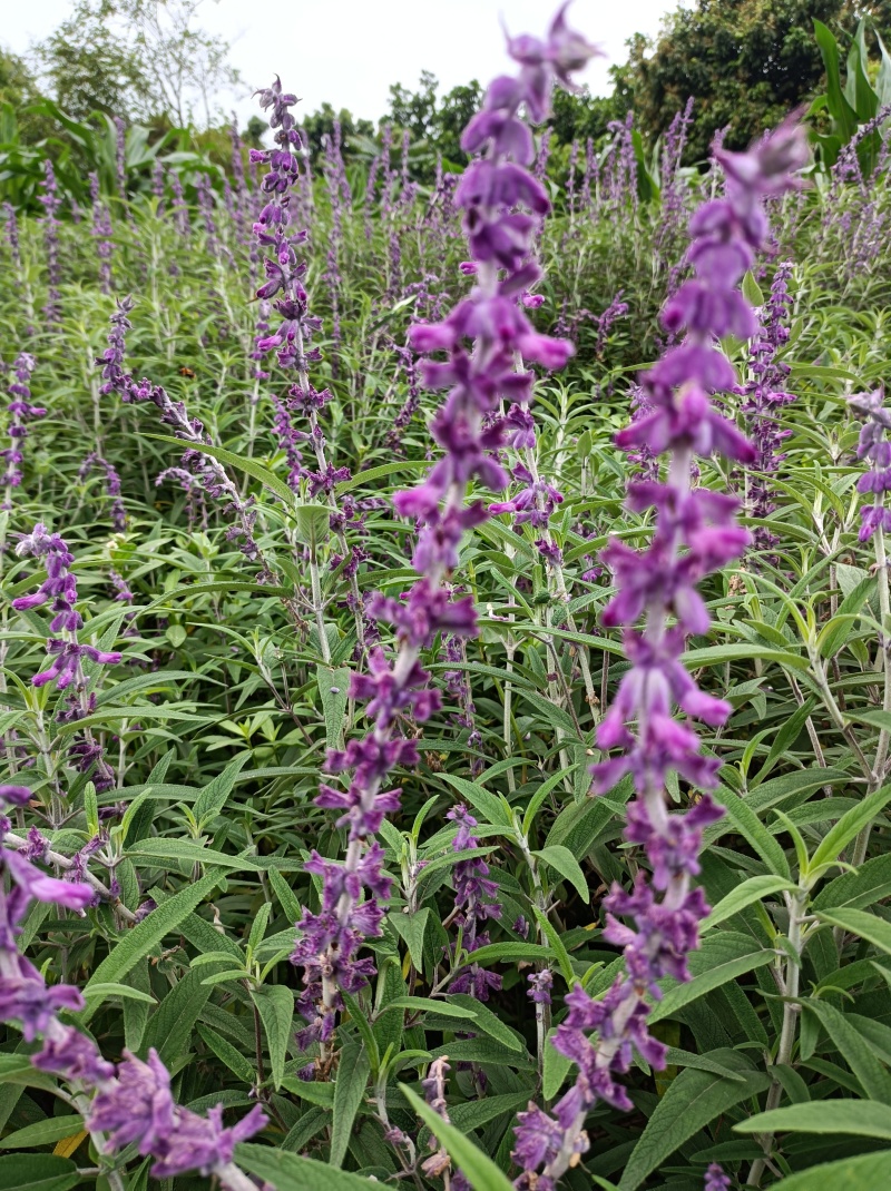 鼠尾草苗《花的样子有点像耗子尾巴一样的花草品种》