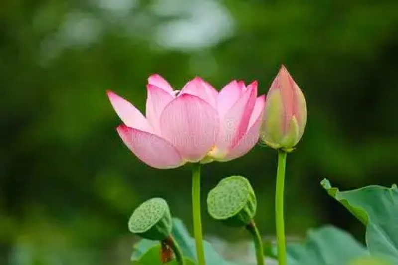 红荷莲花雷观赏