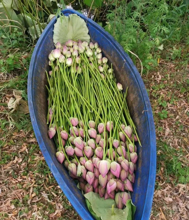 红荷莲花雷观赏