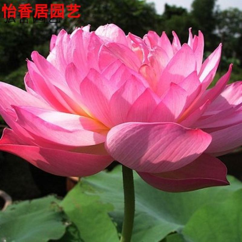 红荷莲花雷观赏