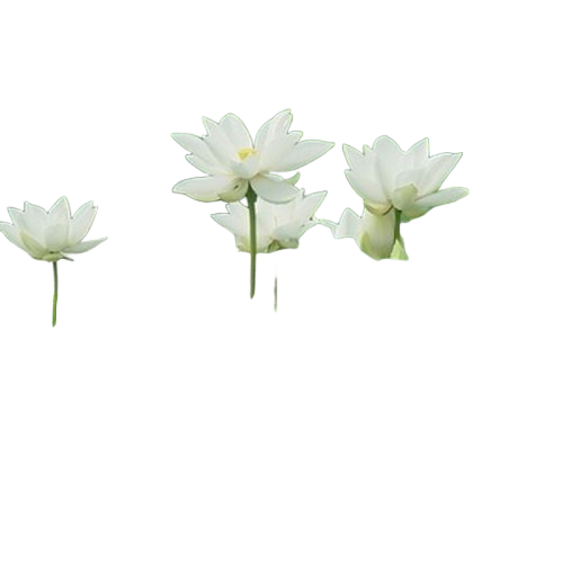 红荷莲花雷观赏