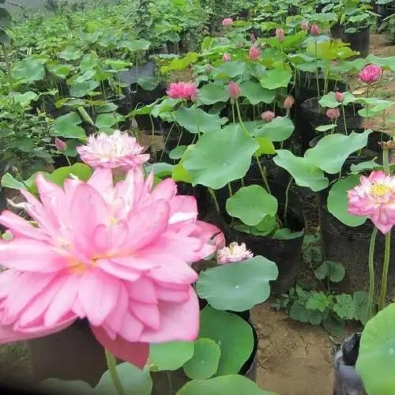 红荷莲花雷观赏