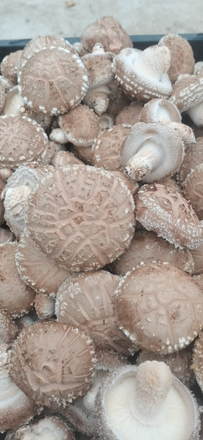 鲜菇大量批发