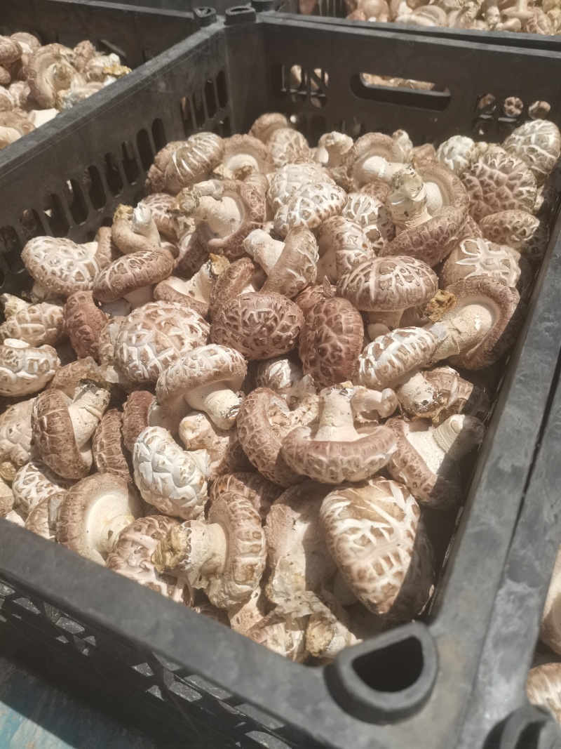 鲜菇大量批发