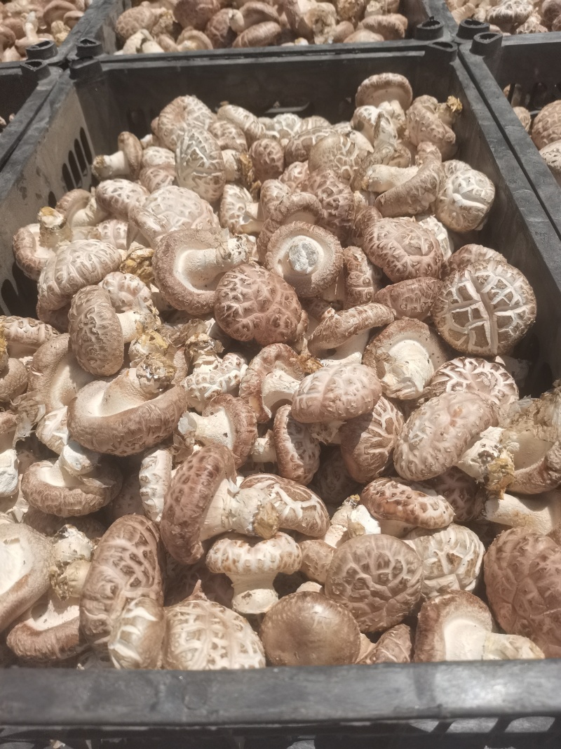 鲜菇大量批发