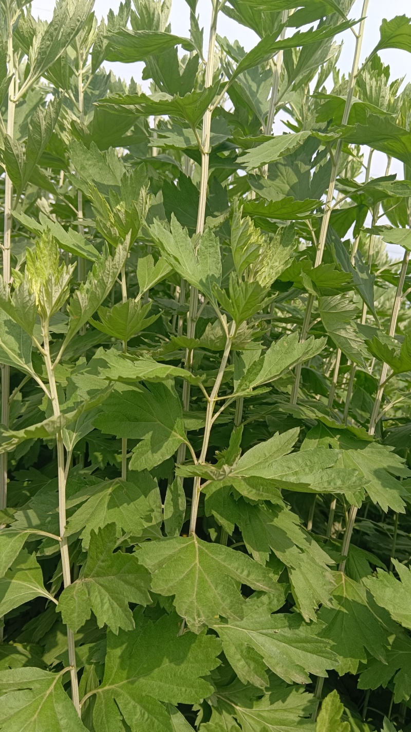 艾草