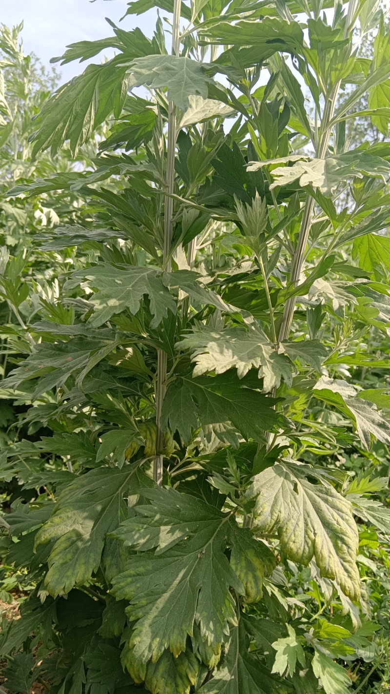 艾草