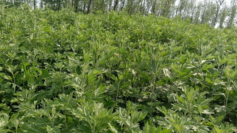 艾草