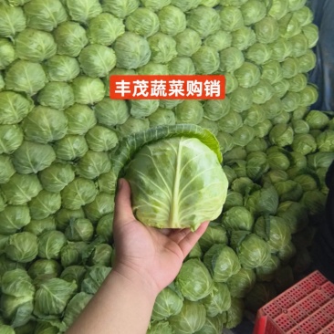 山西甘蓝圆包菜产地直发货源充足品质保障货发全国