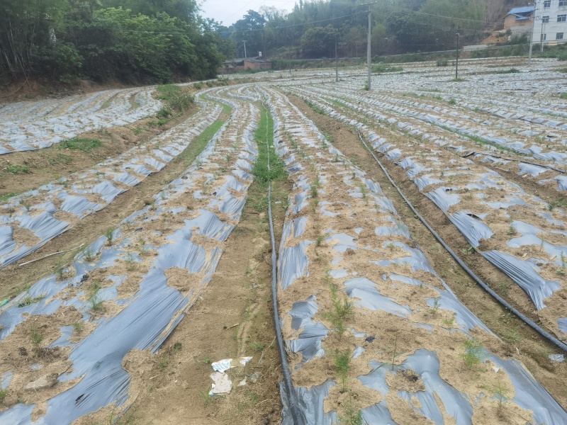 广西中药材示范育苗基地良种大天冬种子种苗正品全程技术指导