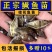 精品桂鱼苗大量供应品质保证成活率高欢迎来电免费指导