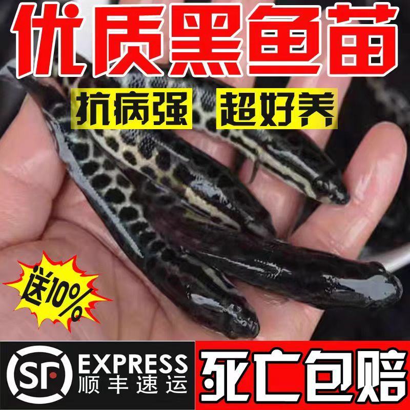 黑鱼苗大量供应免费技术指导对接全国养殖户欢迎来电洽谈