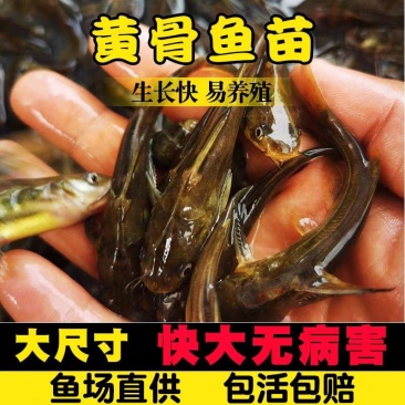 黄辣丁鱼苗大量供货包成活支持免费技术指导对接养殖户