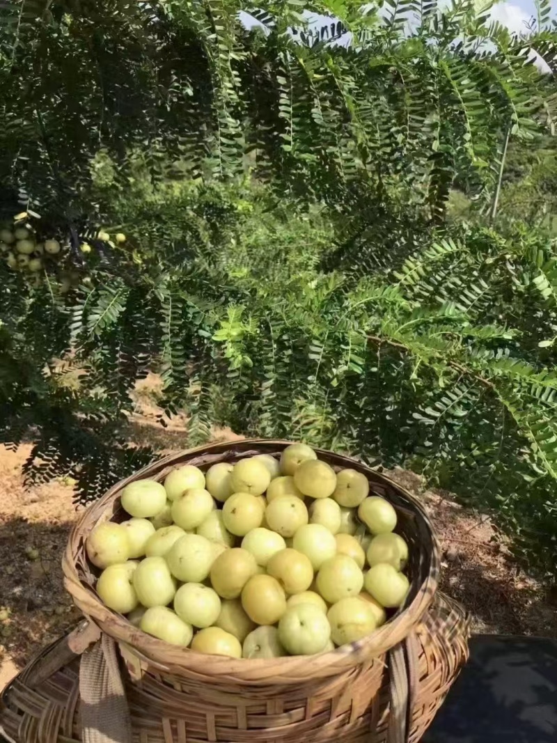 云南野生滇橄榄（余甘子/油柑）原汁