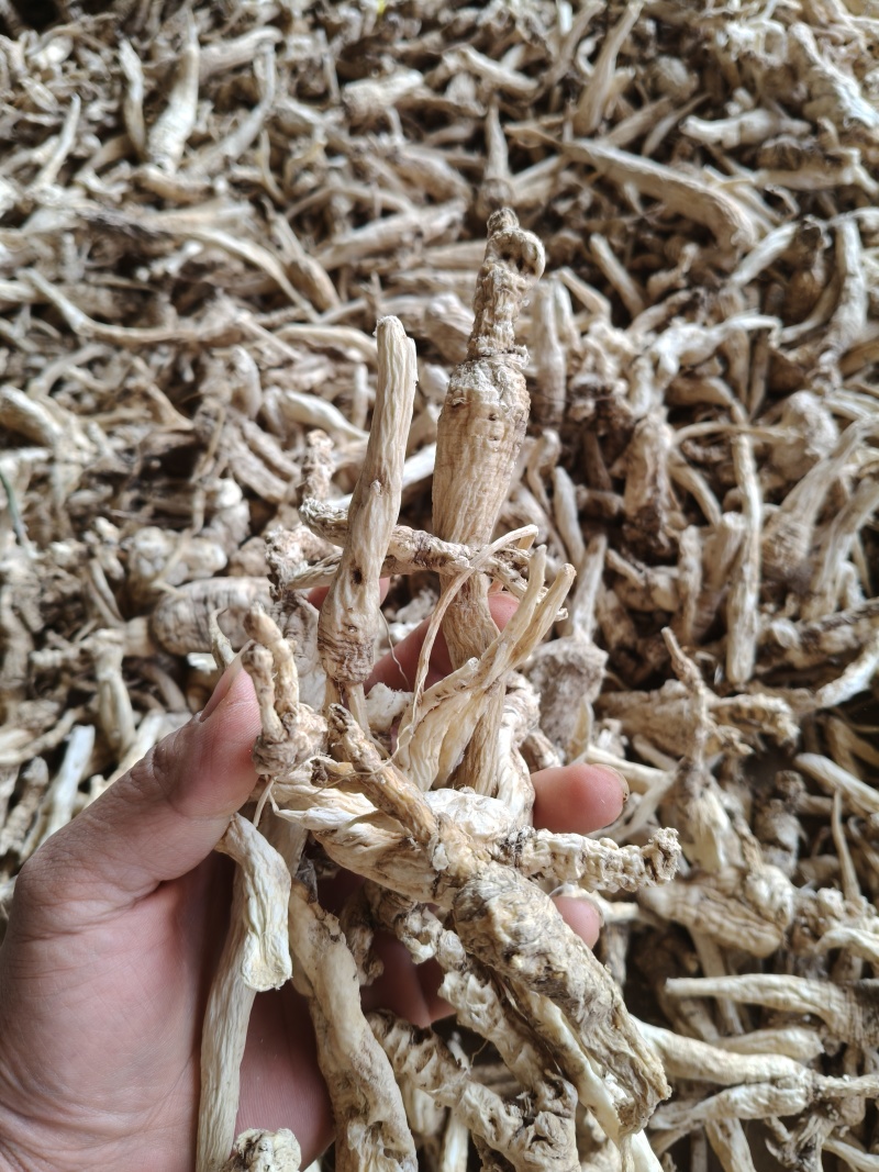 云南野生中药材沙参精重要根茎可视频看货