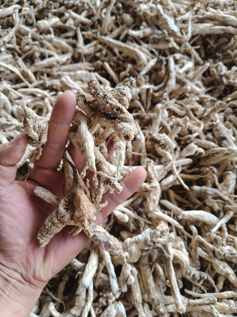 云南野生中药材沙参精重要根茎可视频看货
