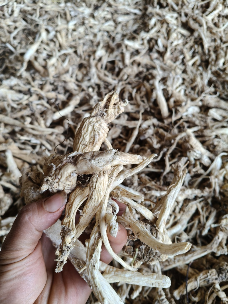 云南野生中药材沙参精重要根茎可视频看货