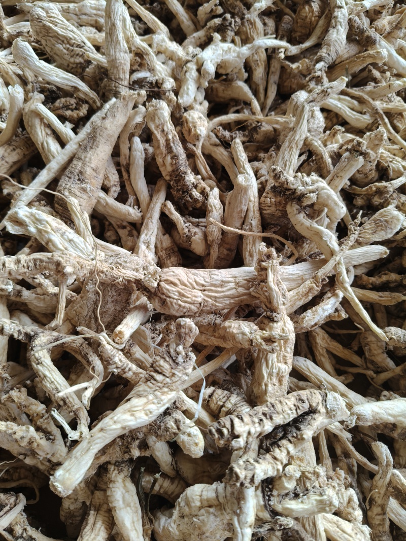 云南野生中药材沙参精重要根茎可视频看货