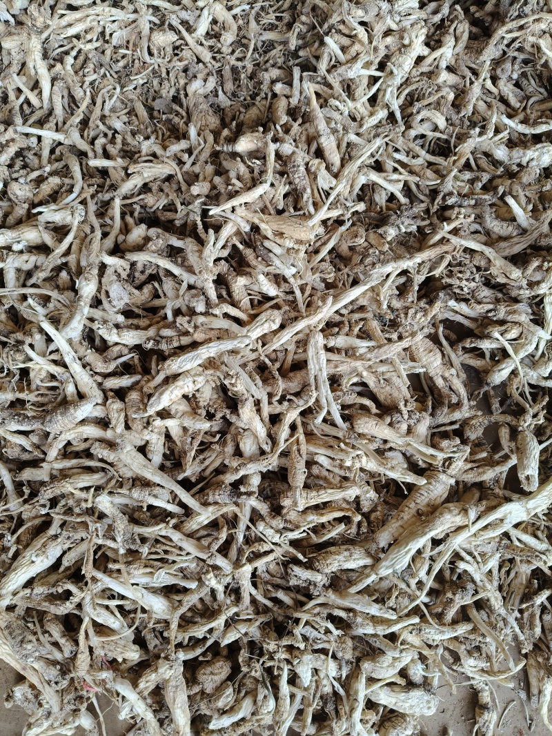 云南野生中药材沙参精重要根茎可视频看货