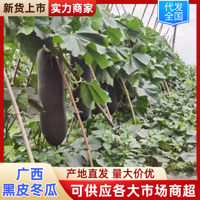 广西黑皮冬瓜，吊冬瓜，产地直销，质量保证！有便宜回头车！
