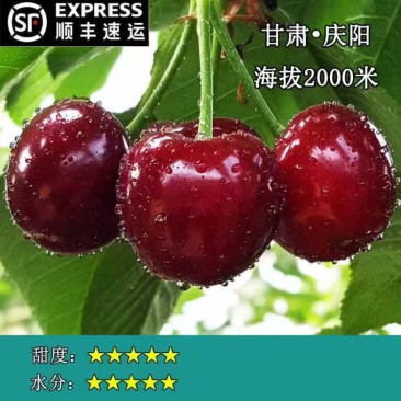 甘肃庆阳美早樱桃，大量上市，颗颗饱满，量大从优欢迎选购
