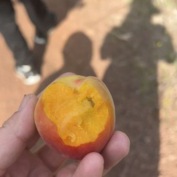 山杏，优质丰园红，荷兰香大量上市，口感香甜，全国代发，