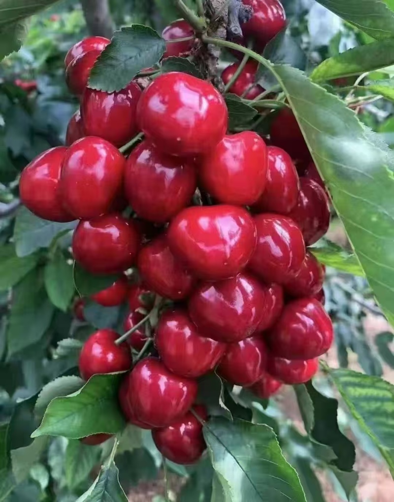 甘肃庆阳美早樱桃，大量上市，颗颗饱满，量大从优欢迎选购