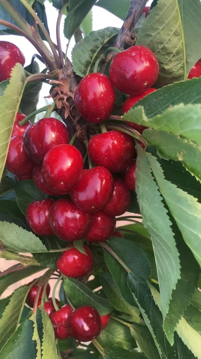 甘肃庆阳美早樱桃，大量上市，颗颗饱满，量大从优欢迎选购