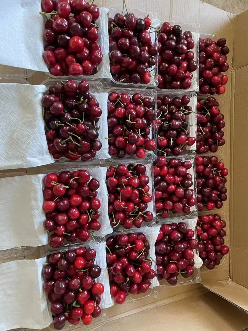 甘肃庆阳美早樱桃，大量上市，颗颗饱满，量大从优欢迎选购