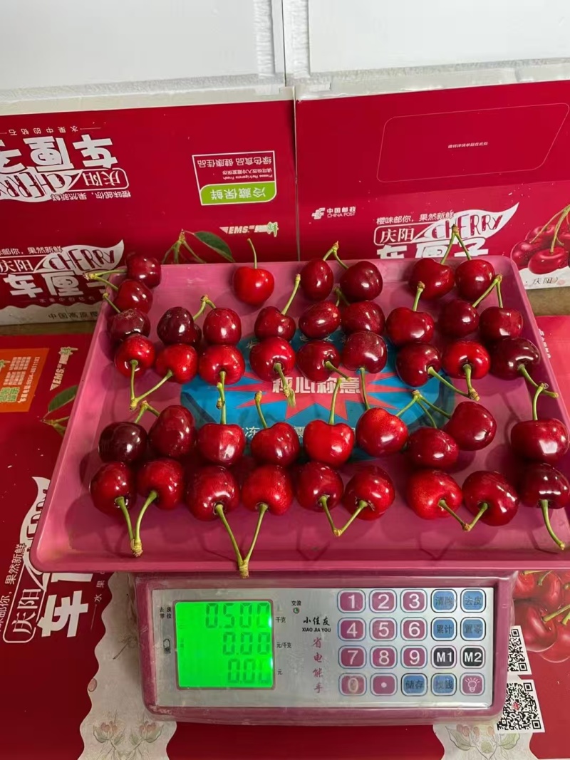 甘肃庆阳美早樱桃，大量上市，颗颗饱满，量大从优欢迎选购