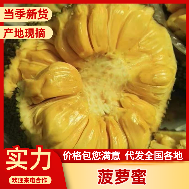 供应菠萝蜜泰八红肉、马来西亚1号黄肉没有中间商产源地直供